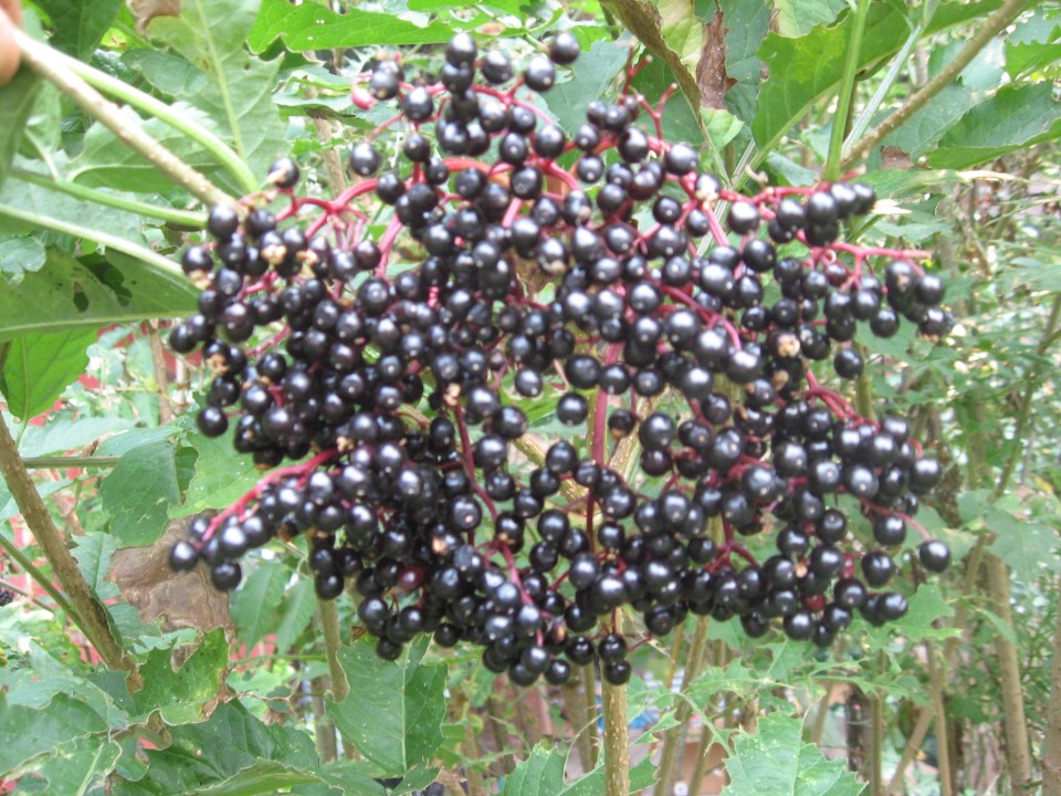 samdal elderberry